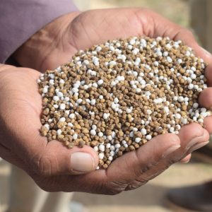 Mineraldünger: Kaliumsulfat, Kalksalpeter, Superphosphat im Überblick
