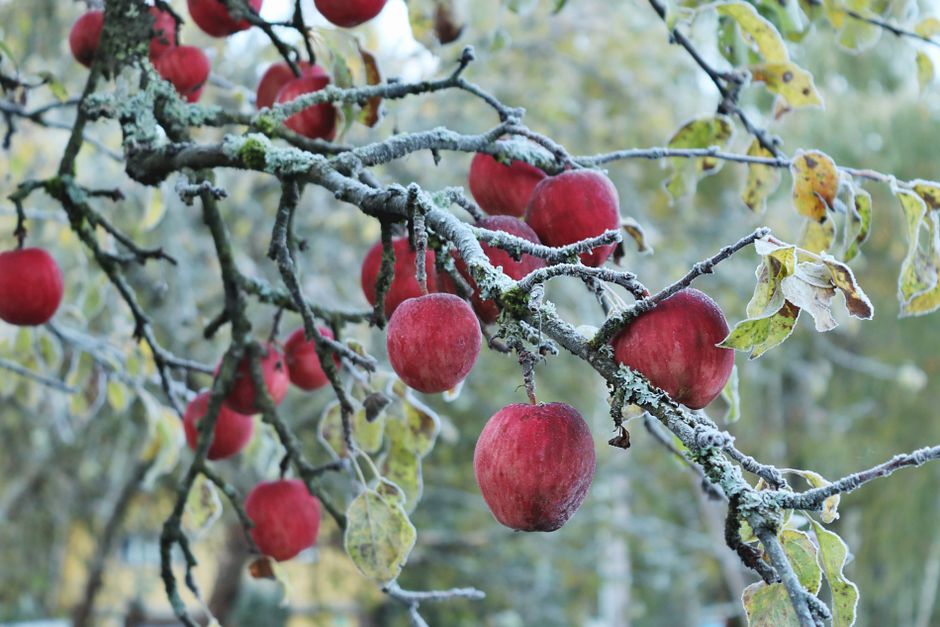 Junger Obstbaum im Winter