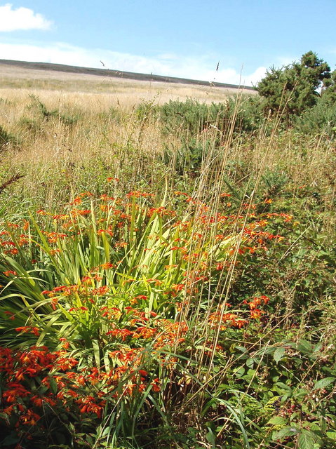 Montbretie im Herbst