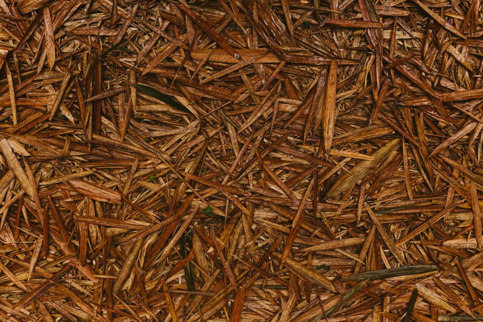 Mulch und Karton gegen Quecke