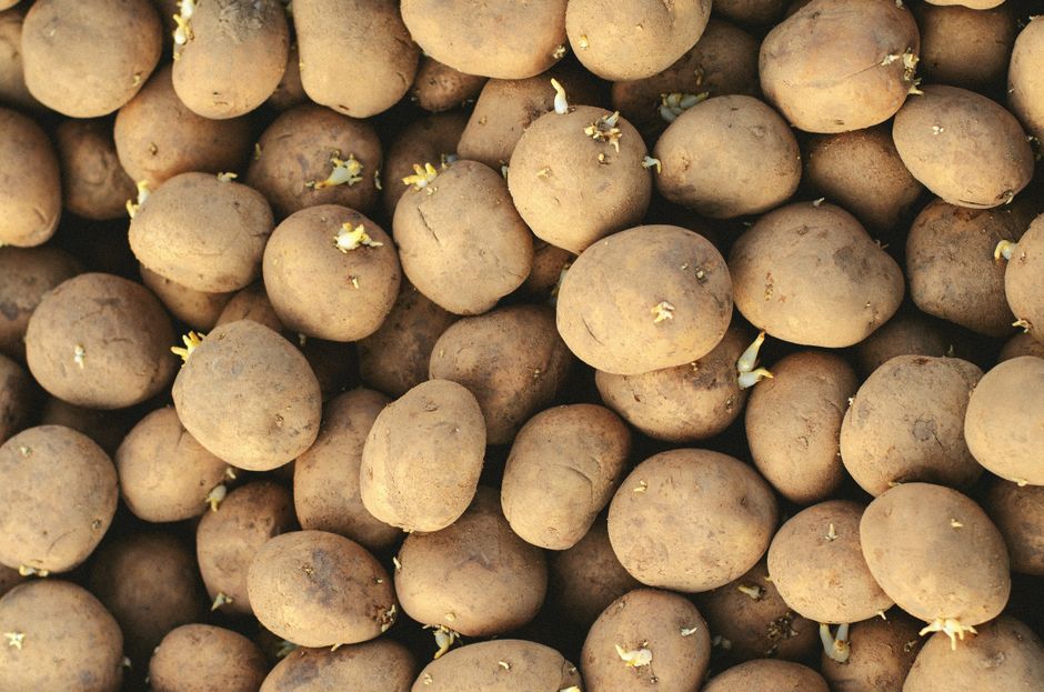 Gekeimte Kartoffeln