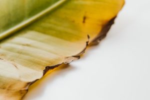 Kaliummangel: vertrocknende Blattränder und unreife Früchte