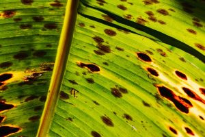 Eisenmangel bei Pflanzen: Chlorose erkennen und behandeln