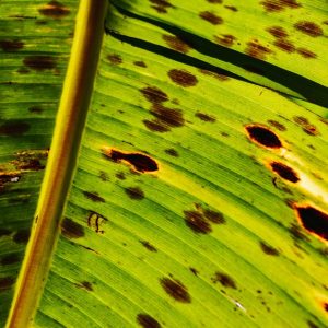Eisenmangel bei Pflanzen: Chlorose erkennen und behandeln