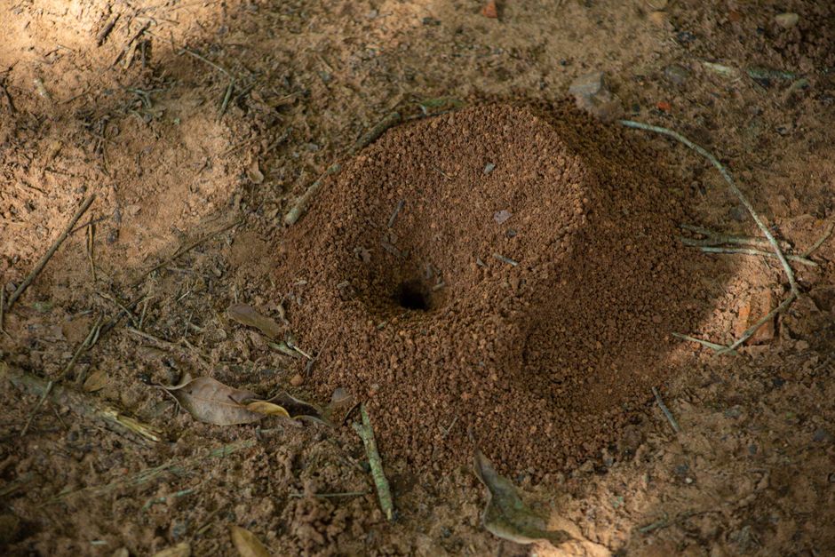 Feldmauslöcher im Rasen