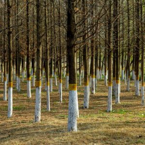 Wildverbiss-Schutz für junge Bäume: Zaun, Stammschutz, Anstriche