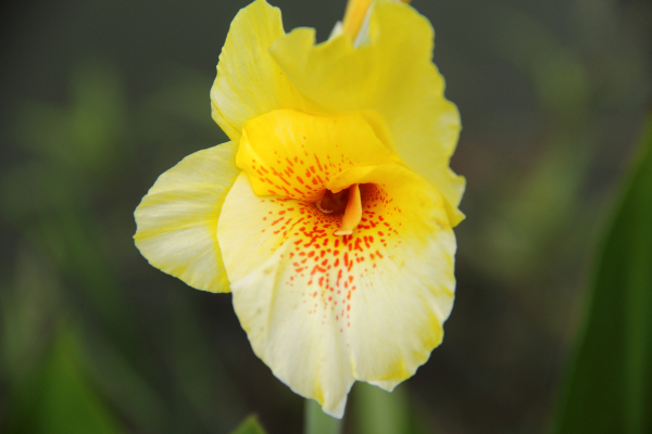 Canna-Rhizome