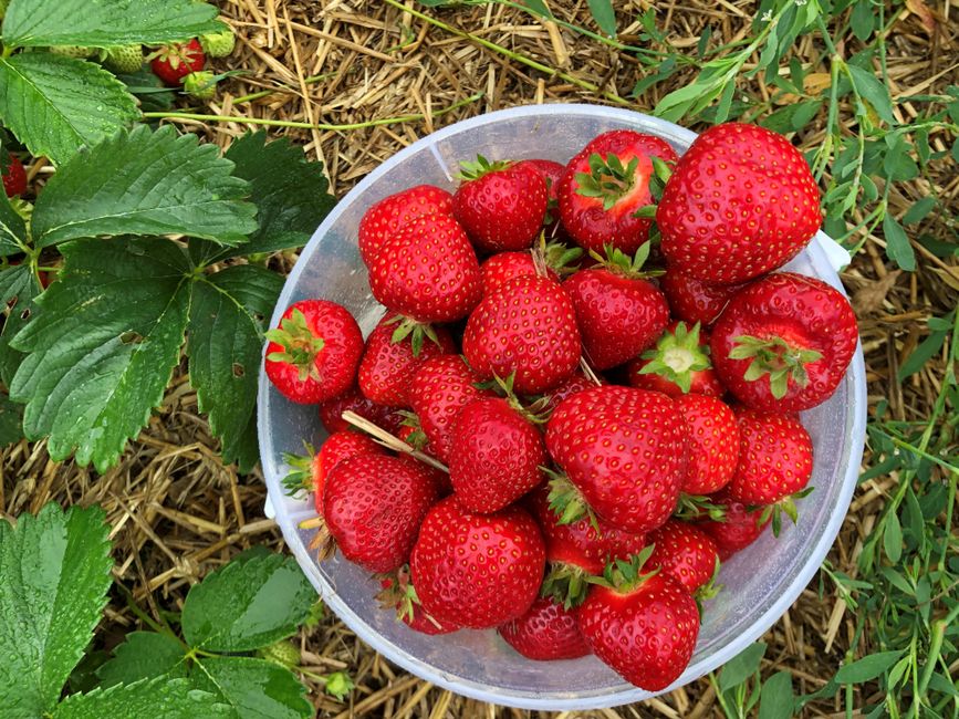 Sorten immertragender Erdbeeren