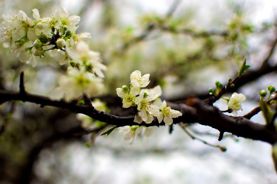 Obstbaum im Vorfrühling vor dem Austrieb