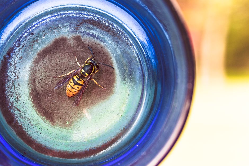 Wespenfalle aus einer PET-Flasche