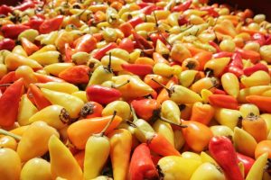 Paprika pflanzen: wann säen, wann ins Freie und wann ernten