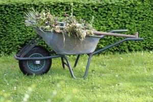 Unkraut entfernen: So halten Sie die Beete dauerhaft sauber