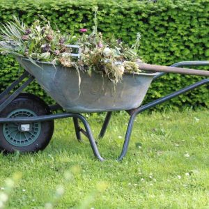 Unkraut entfernen: So halten Sie die Beete dauerhaft sauber