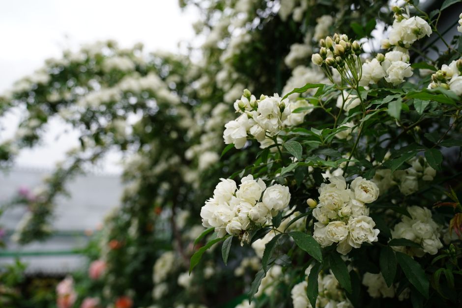 Kletterrose am Rosenbogen