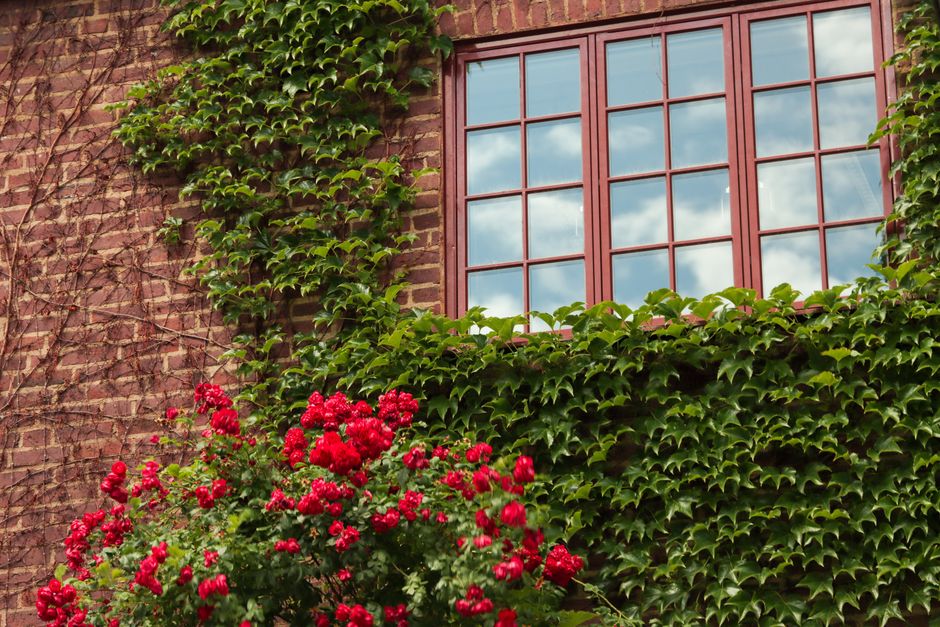Kletterrose an der Hauswand