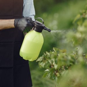 Obstbäume spritzen: wann Apfel, Zwetschge und Kirsche behandeln