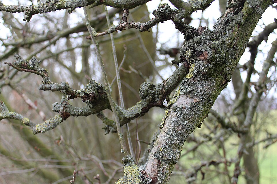 Eingesunkene Rinde mit Obstbaumkrebs