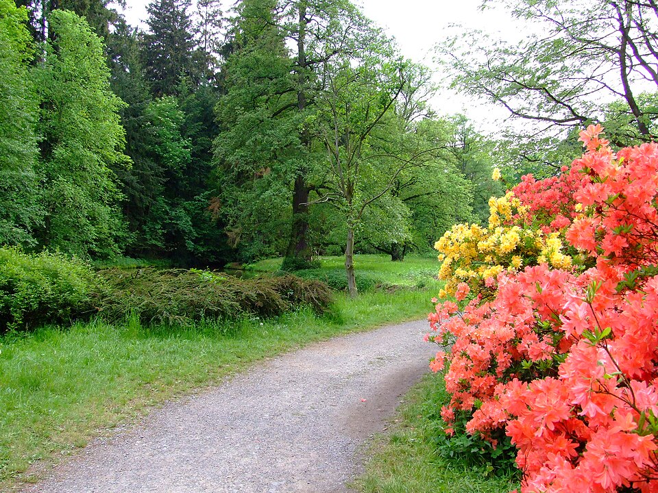 Weg mit Rhododendren im Park Průhonice