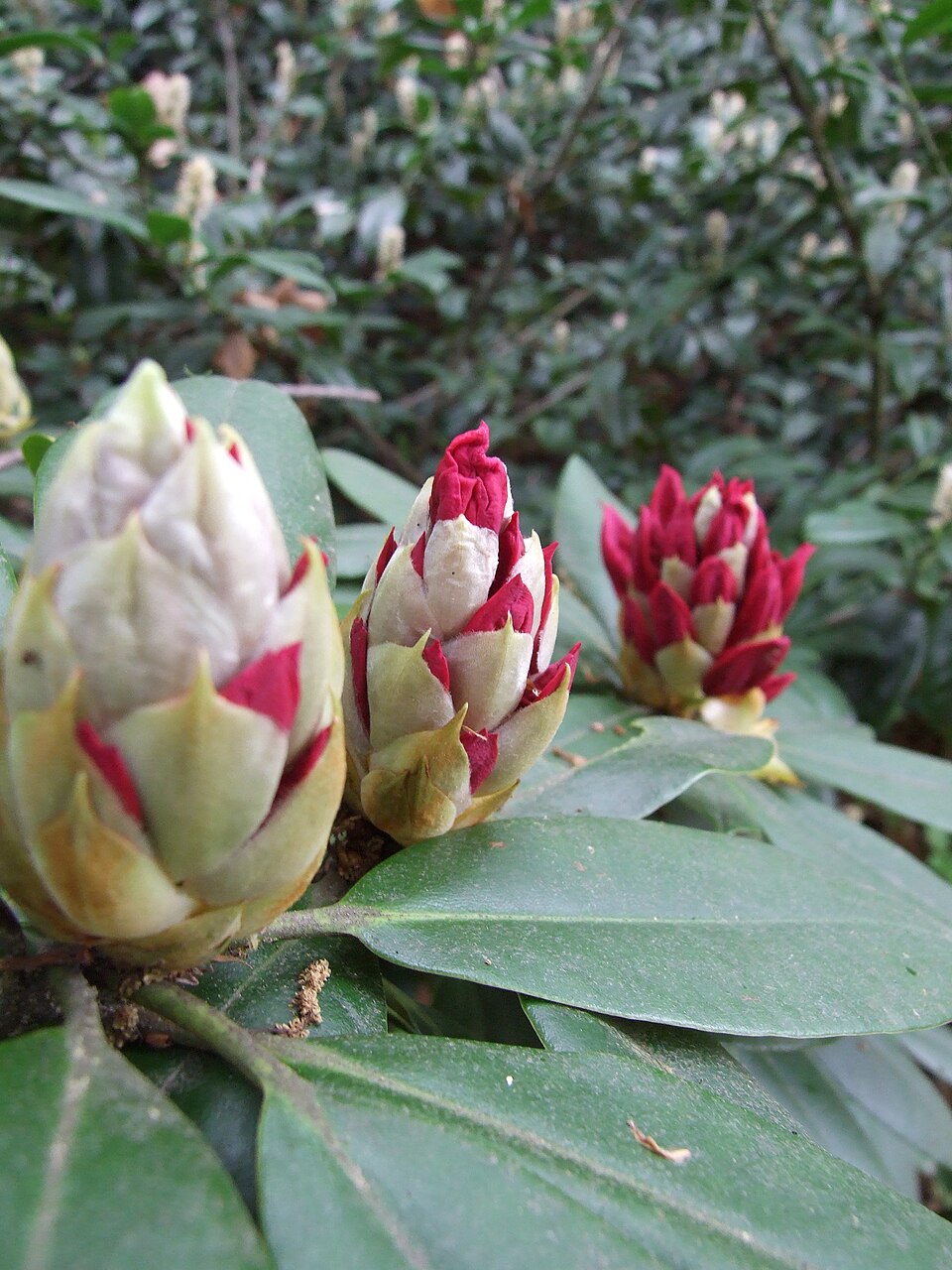Rhododendren kurz vor der Blüte in Průhonice