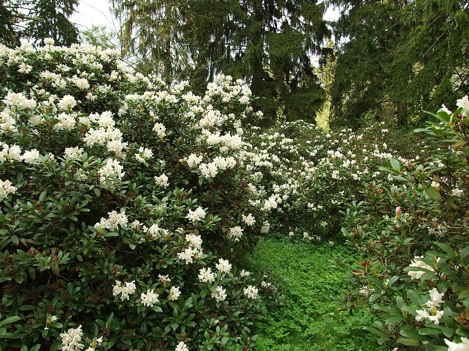 Weiße Rhododendren im Schlosspark Průhonice
