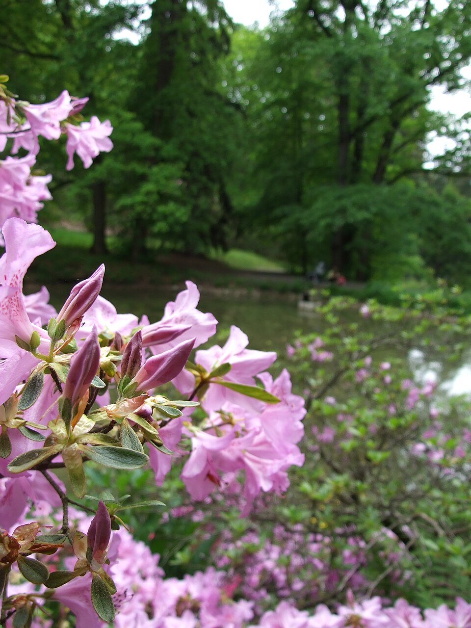 Rhododendron am Dobřejovický-Bach in Průhonice