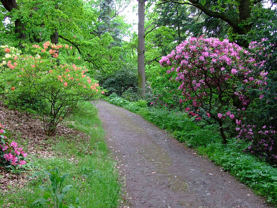 Rhododendronweg in Průhonice, andere Ansicht