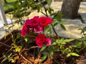 Bodendeckerrosen: Sorten, Pflanzung am Hang und Schnitt