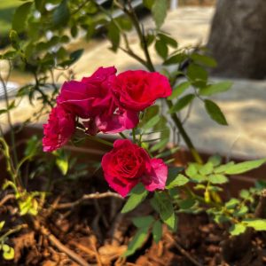 Bodendeckerrosen: Sorten, Pflanzung am Hang und Schnitt