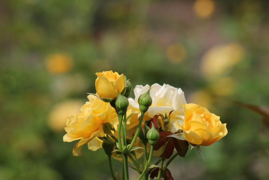 Blühende Bodendeckerrosen