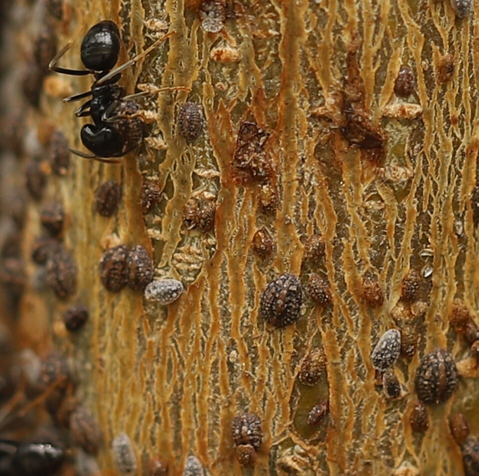 Napfschildlaus an einem Zweig (2)