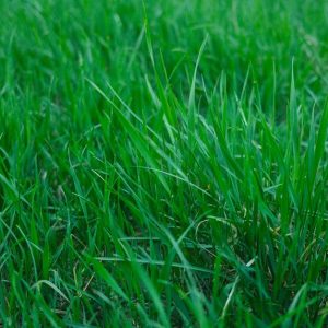 Quecke bekämpfen: So werden Sie sie in Beet und Garten los