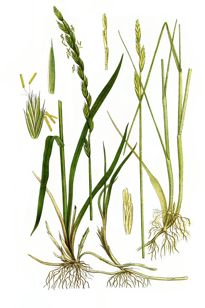 Quecke – Rhizome und Blätter