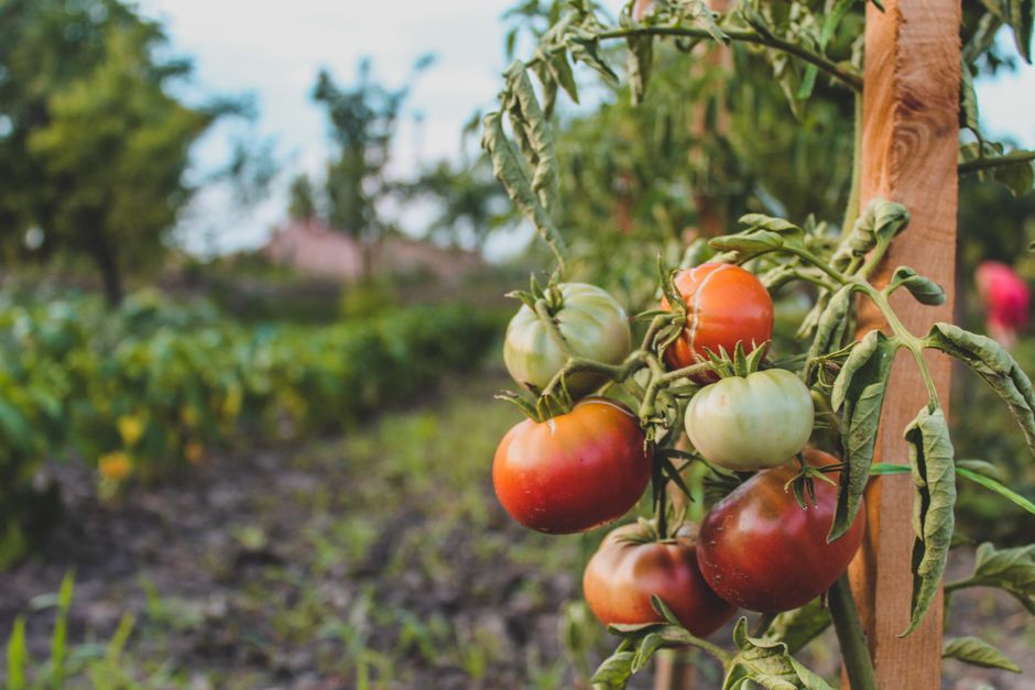 Tomaten und Kartoffeln mit hohem Kaliumbedarf
