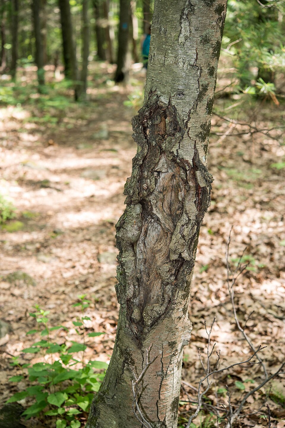 Obstbaumkrebs am Stamm eines Apfelbaums
