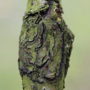 Obstbaumkrebs am Apfelbaum: Symptome, Wundbehandlung, Kragenfäule