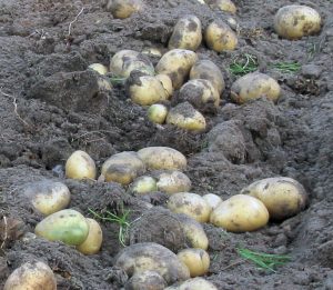 Frühkartoffeln: vorkeimen, pflanzen und schon im Juni ernten