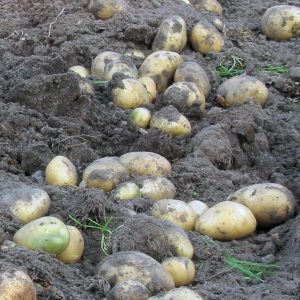 Frühkartoffeln: vorkeimen, pflanzen und schon im Juni ernten