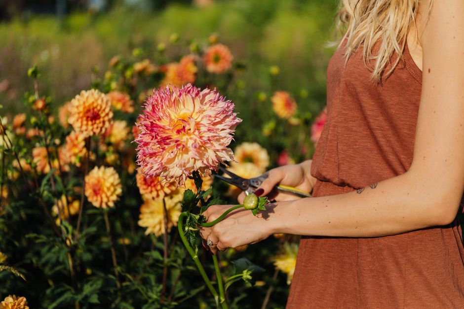 Blumen im Garten schneiden