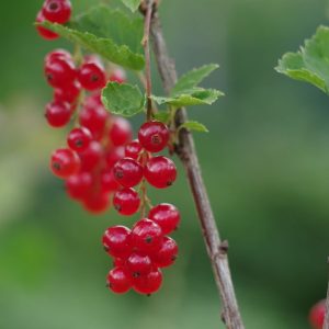 Johannisbeeren schneiden: wann und wie Schwarze und Rote Johannisbeeren schneiden