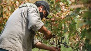 Weinreben schneiden: wann und wie man Reben im Garten schneidet