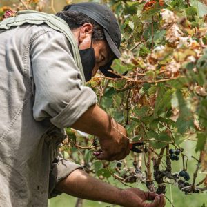 Weinreben schneiden: wann und wie man Reben im Garten schneidet