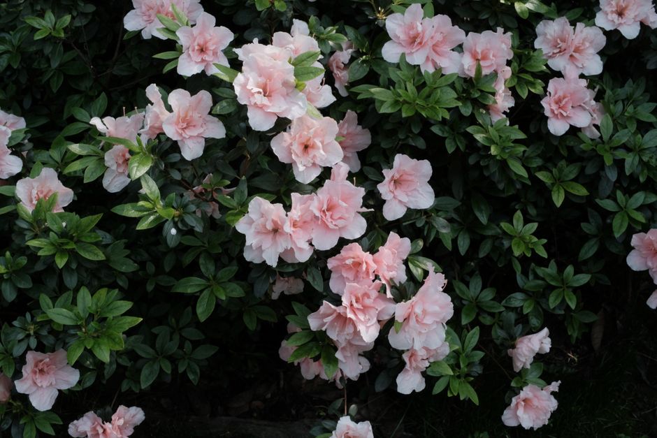 Rhododendren