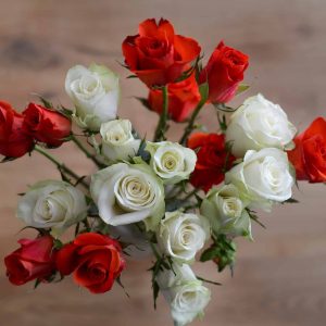 Rosen düngen: womit und wann Sie Rosen düngen