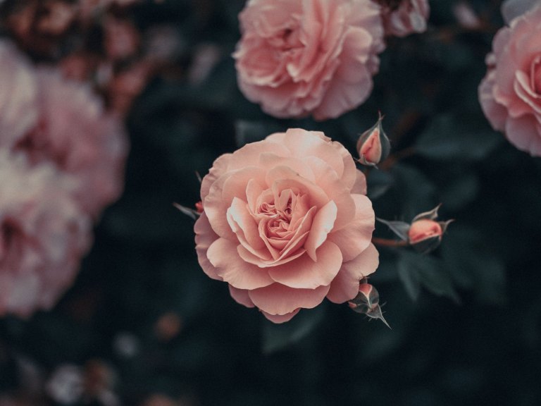 Blühende Rosen im Garten