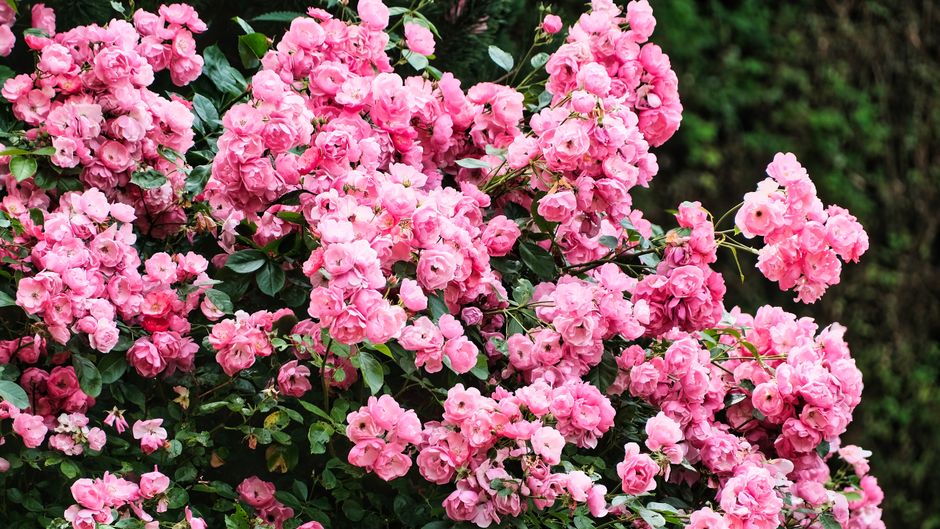 Rosen am Hang