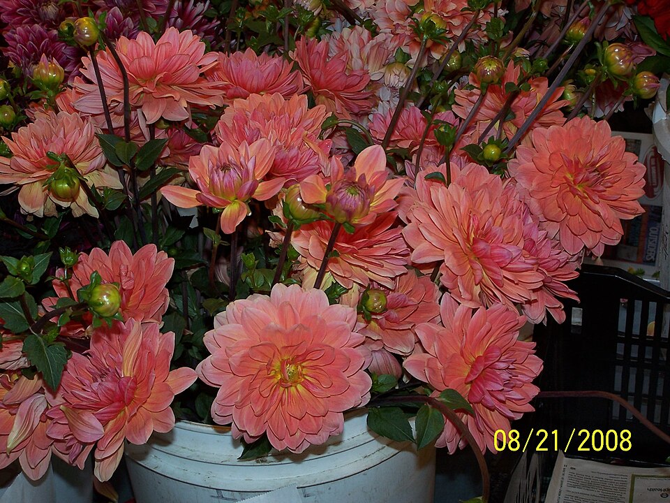 Blumenstiele anschneiden