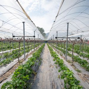 Obst vor Vögeln schützen: Vogelschutznetz, Beutel und Scheuchen