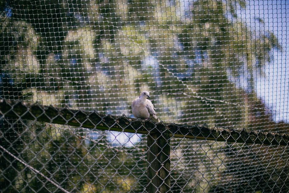 Vogelschutznetz über Beerensträuchern