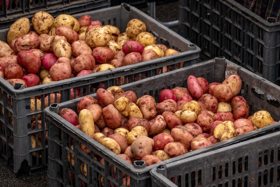 Keller mit eingelagerten Kartoffeln