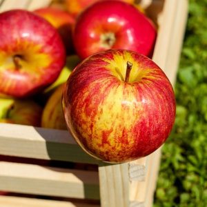 Äpfel ernten und lagern: wann pflücken und wie über den Winter aufbewahren